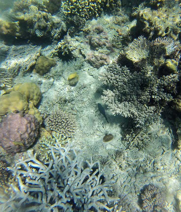 An enchanting underwater scene unfolds, showcasing diverse coral formations in hues of purple, yellow, and white. A small fish glides gracefully amid the vibrant marine life on the ocean floor—a perfect glimpse for those island hopping or enjoying boat tours in search of nature’s wonders.