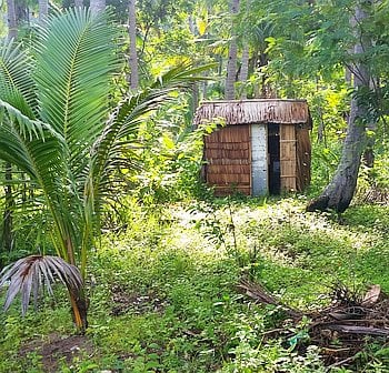 A small wooden hut with a thatched roof stands amidst lush green vegetation and tall trees, partially shaded by surrounding foliage, reminiscent of a tranquil stop during an island hopping boat tour through enchanting forested isles.