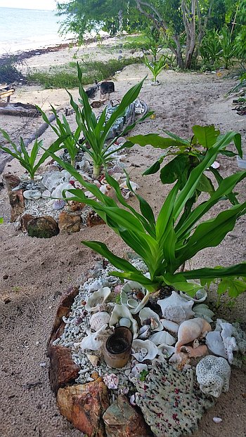 Two small plants surrounded by seashells and coral fragments are planted in sandy soil near a beach, perfect for island hopping enthusiasts. The area is lush with green vegetation, and the ocean can be seen in the background, offering a picturesque setting for boat tours.