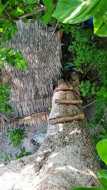 A steep, makeshift ladder made of wood and ropes ascends a large tree trunk surrounded by lush green leaves. At the base, a thatched roof structure nestled among the foliage offers a rustic retreat, perfect before setting off on island hopping or boat tours.