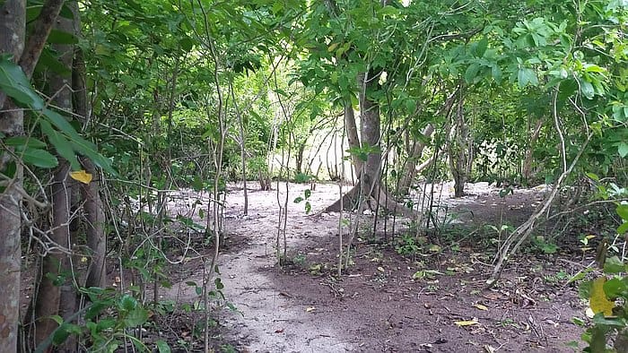 A lush, green forest with dense undergrowth and a visible path winding through. Sunlight filters through the canopy, illuminating patches of the forest floor. Sparse vegetation outlines the pathway, creating a serene and inviting atmosphere reminiscent of island hopping adventures.