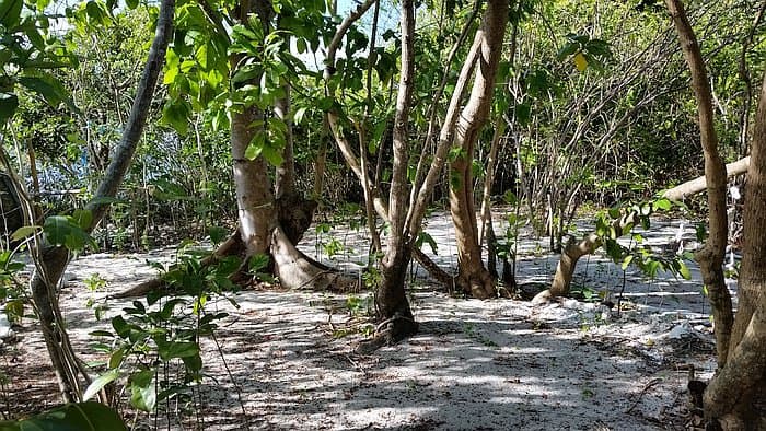 Camping on Dimancal island tent area C preparing the ground