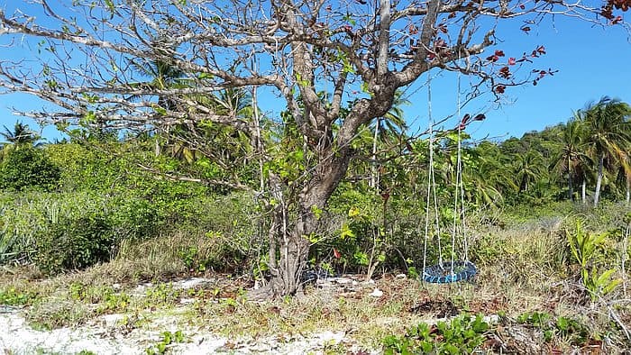 Tree with a swing in a lush tropical landscape in the Philippines.
