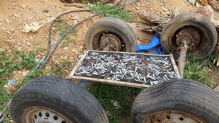 A makeshift drying rack with small fish balances on an old wheel axle amidst discarded tires, evoking a rural landscape. This setup, surrounded by patches of grass and dirt, mirrors the rustic charm one might stumble upon when island hopping through tranquil regions like Coron.