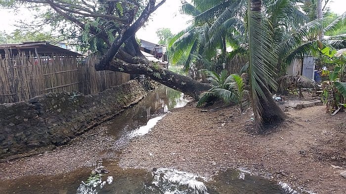 A tropical creek runs through a rural area with lush greenery, reminiscent of Coron. Palm trees and a leaning tree line the water, while wooden and stone fences enclose nearby homes. The ground is a mix of gravel and vegetation, creating a serene natural setting perfect for those who enjoy island hopping.
