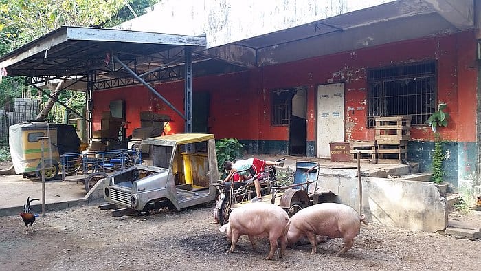 Pigs roam in front of a weathered building with vibrant walls, reminiscent of the charming locales you'd discover while island hopping. Nearby, old rickshaws and vehicles create a rustic, lively scene under a partially covered area, as a rooster stands on the ground, enhancing the rural ambiance.