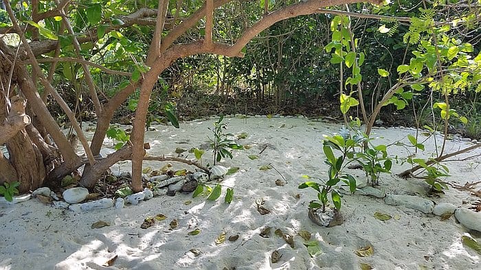A sandy area under a tree with multiple branches, reminiscent of island hopping adventures, is surrounded by greenery. Small plants grow on the sand, with scattered leaves and stones along the ground. Sunlight filters through, creating a peaceful, natural scene.