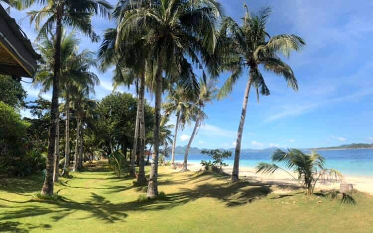 A tropical beach scene with tall palm trees lining a grassy area on Banana Island. The bright blue ocean glistens under a clear sky, inviting visitors to enjoy boat tours along the sandy shoreline, creating a peaceful and serene atmosphere ideal for island hopping adventures.