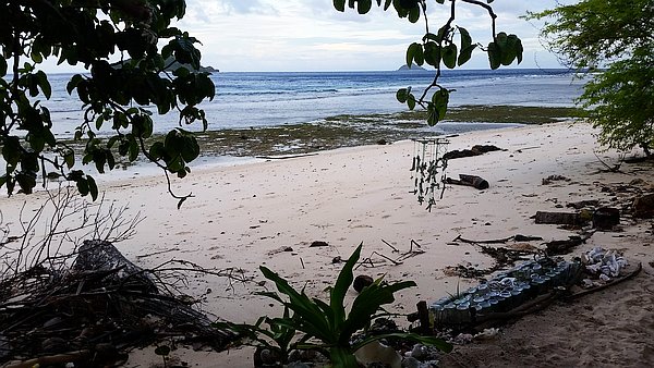 A tranquil beach scene with gentle waves lapping against the shore. The sandy beach is partly covered with scattered driftwood and logs. Overhanging branches frame the view of the ocean, creating a peaceful, natural setting.