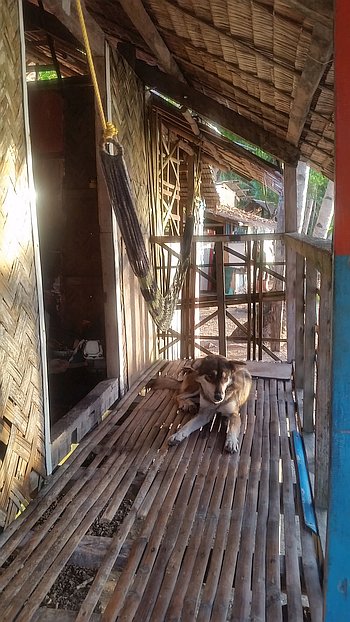 A dog lies on a wooden bamboo porch with a hammock swinging gently nearby, perfect for relaxing after a day of island hopping. The structure features woven bamboo walls and an open space leading to the outdoors. Sunlight casts shadows on the porch, adding a warm ambiance to the rustic setting.