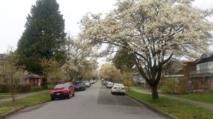 A residential street lined with blossoming trees and parked cars, perfect for a leisurely road trip. The sky is overcast, and the trees' white flowers contrast with the green grass. Houses stand proudly on both sides of this picturesque tour route.
