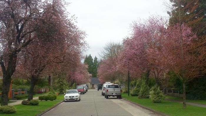 A quiet residential street lined with blooming cherry blossom trees sets the perfect scene for a serene tour. Parked cars are visible along the road, with lush greenery enveloping the area under an overcast sky.