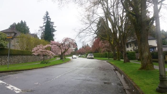 A quiet suburban street lined with cherry blossom trees in full bloom, perfect for a serene road trip. The wet road glistens from the rain, with a few parked cars along the side. Houses and neatly trimmed hedges provide a charming backdrop to this picturesque tour destination.