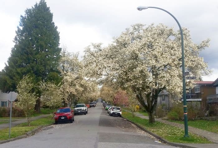 A suburban street lined with tall trees, covered in white blossoms, creates a picturesque stop on our road trip. Cars are parked on both sides, while a streetlamp stands quietly. Overcast skies add a soft, diffused light to the enchanting scene.