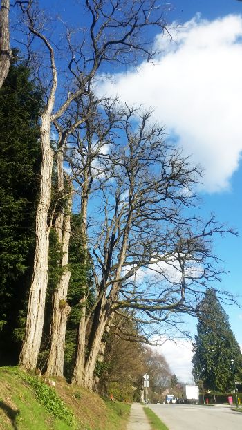 A row of tall, leafless trees lines the sidewalk under a blue sky with fluffy white clouds. This picturesque scene, perfect for a tour, is bordered by a green hill and coniferous trees on the left and a road with a few vehicles hinting at an ongoing road trip on the right.