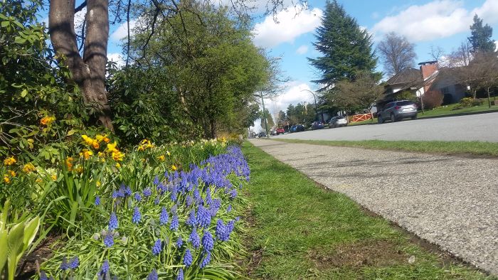 A suburban street with a sidewalk awaits exploration. On the left, a garden bed bursts with vibrant purple and yellow flowers. Trees grace the background under a partially cloudy sky, while a few houses serve as quaint stops on this delightful road trip tour.