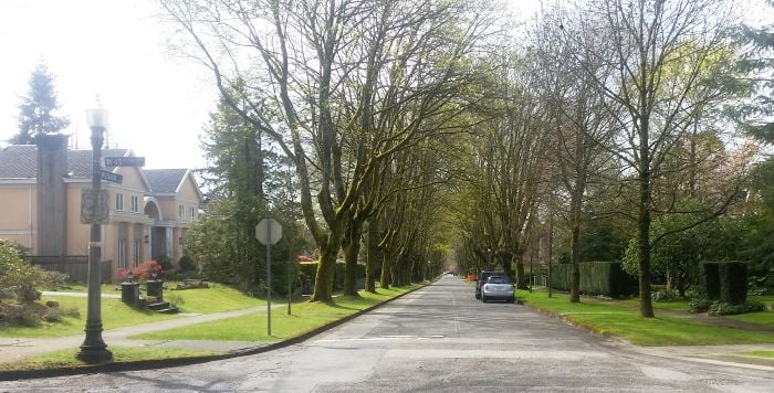 A quiet residential street lined with tall trees and houses on one side invites you to embark on a serene road trip. A car is parked under the trees, capturing the essence of this peaceful suburban neighborhood. The clear sky and sunlight create dappled shadows on the road, enhancing the tranquil scene.
