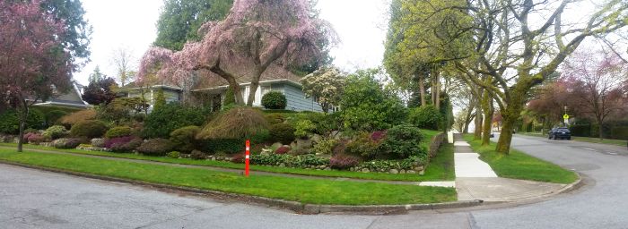 A residential street corner invites a momentary pause on your road trip with its well-maintained garden, lush greenery, and blooming trees with pink flowers. A house peeks through the foliage while the tranquil street remains empty, offering a picturesque stop on your tour.