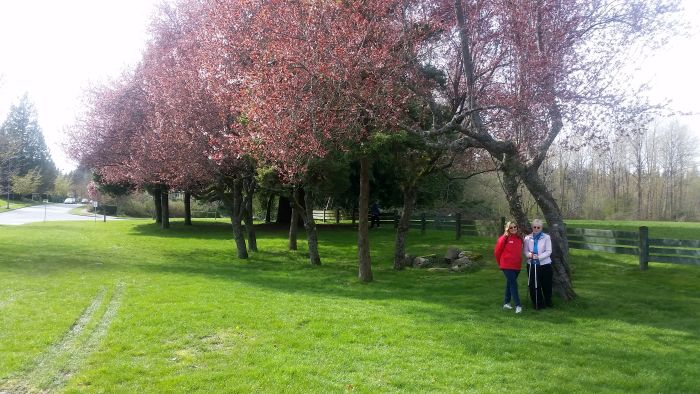 Two people stand under a tree with pink blossoms in a grassy area, soaking in the serene atmosphere of the park. A wooden fence runs along the background, while a road hints at past or future adventures. The scene invites visitors to tour its tranquil beauty and embrace nature's charm.