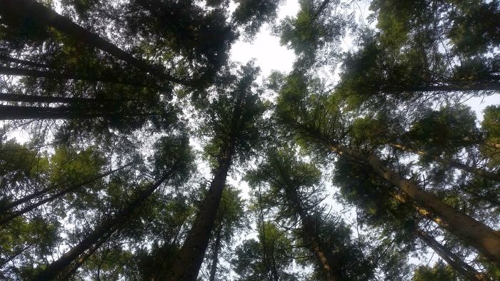A view from the forest floor looking up at the tall trees, their branches and foliage spreading out against a pale blue sky. Like a hidden gem on a road trip, sunlight filters through the leaves, creating a serene and lush atmosphere.