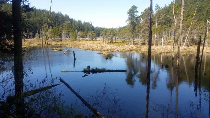 A serene wetland scene with still water reflecting the surrounding trees beckons travelers on a picturesque road trip. Sparse tall trees and brush sprout on small islands, framed by a dense evergreen forest under a clear blue sky, inviting exploration and discovery.
