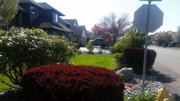 A suburban street with houses and well-maintained lawns invites a leisurely tour. Red and green shrubs line the sidewalk, while a parked vehicle hints at a road trip pause. Trees with pink blossoms add vibrant color to the scene under a clear blue sky, enhanced by the stop sign's quiet presence.