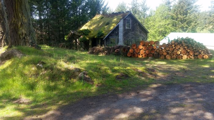 A rustic cabin with a moss-covered roof sits in a clearing surrounded by tall trees, perfect for a tour stop on your road trip. A large stack of cut logs is neatly piled beside the cabin. Sunlight filters through the trees, casting dappled shadows on the lush green grass.