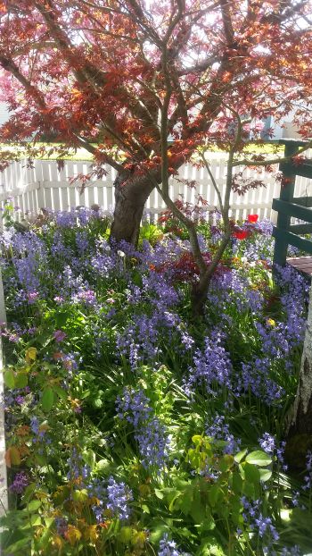 Amid a road trip's serene pause, a lush garden with a tree of red leaves stands surrounded by vibrant purple and blue flowers. Enclosed by a white picket fence, sunlight casts dappled shadows across the blooms, offering a picturesque tour for the weary traveler.
