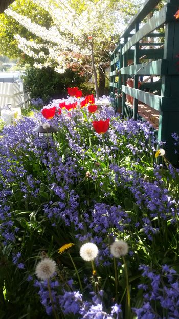A garden path lined with vibrant purple flowers and red tulips beckons like a scenic stop on a road trip. In the foreground, dandelions with fluffy white seeds are visible, while a tree with white blossoms and a wooden fence serve as the perfect backdrop in this sunny, picturesque setting.