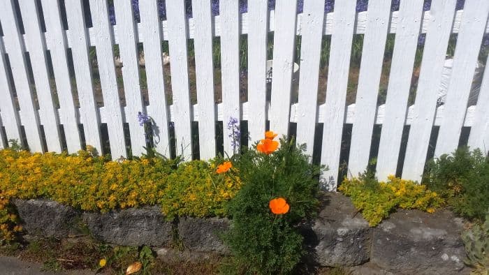 A bright white picket fence with lush greenery and vibrant orange flowers in front makes the perfect stop on your road trip. Yellow flowers fill the space along the bottom of the fence, creating a colorful and cheerful garden scene that's worthy of any scenic tour.