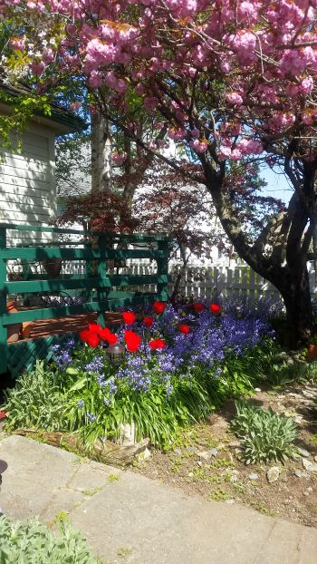 A sunny garden scene with red tulips and blue flowers beneath a blooming pink cherry blossom tree creates the perfect backdrop for a tour. A green wooden bench rests on the left side, bordered by a white picket fence and a house in the background.