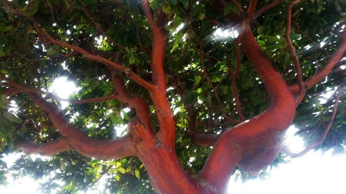 View from beneath a tree with a vibrant, reddish-brown trunk and sprawling branches. Sunlight filters through the dense, green foliage, creating a dappled effect—a perfect roadside scene to stumble upon during an adventurous road trip.