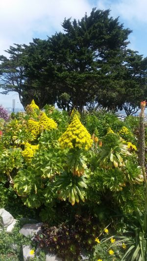 A lush garden with tall green succulents and vibrant yellow flowers in the foreground, set against a backdrop of large, dark green trees under a blue sky, makes an ideal stop on a scenic road trip.