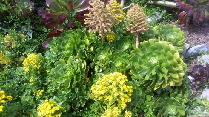 A lush garden reminiscent of a roadside tour features a variety of succulents. Large, green rosettes are surrounded by clusters of small yellow flowers, creating a vibrant and textured scene.