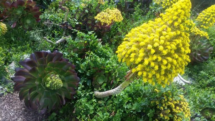 A cluster of vibrant succulents, including large rosettes and bright yellow flowering aeoniums, create a serene oasis reminiscent of a scenic road trip through blooming landscapes, surrounded by lush green foliage in a garden setting.