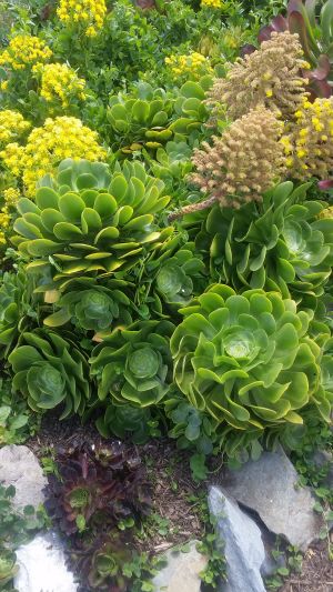 A cluster of vibrant green succulents with rosette shapes, surrounded by small yellow flowers and rocks, greets travelers on their garden tour. The succulents' layered leaves create a textured and lush appearance, adding a refreshing stop on the road trip through nature's beauty.