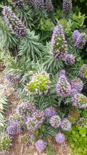 A cluster of long green stems with densely packed purple flowers, surrounded by lush green leaves, offers a picturesque sight reminiscent of a scenic road trip. The plants are in full bloom, creating a vibrant display in this natural setting.