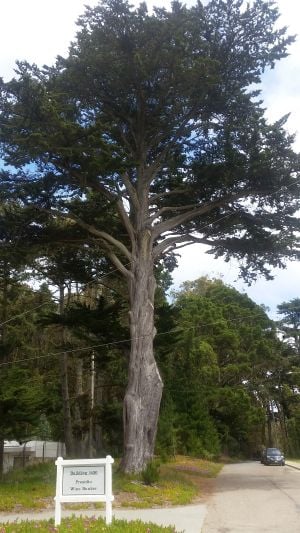 A tall cypress tree with a thick trunk stands beside a paved road, perfect for a scenic road trip. A small white sign reads "Heritage Tree" with a plaque below it. The background features more trees against a partly cloudy sky, inviting travelers to explore this natural tour highlight.
