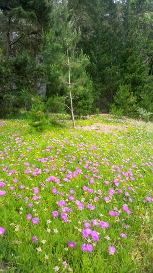 A lush meadow filled with vibrant pink flowers under the shade of tall, green trees invites you to pause on your road trip. A young pine tree stands prominently in the center, surrounded by dense forest foliage in the background, making this a tour stop worth cherishing.