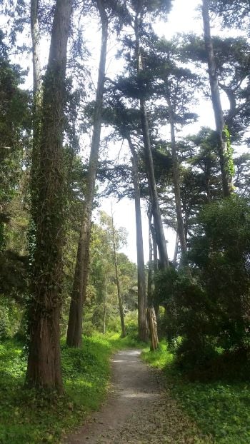 A narrow dirt path winds through a forest with tall, slender trees and lush greenery, perfect for a tranquil tour. Sunlight filters through the leaves, casting dappled shadows on the ground and creating a serene atmosphere ideal for peaceful exploration.