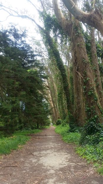 A scenic path winds through a forest with tall trees on either side, perfect for a peaceful road trip. The trunks are covered with vines and greenery, creating a natural tunnel effect. The ground is a mix of dirt and fallen leaves under a canopy of lush foliage.