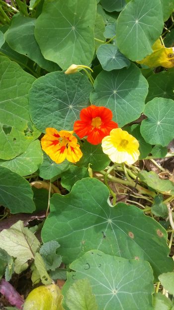 Three vibrant nasturtium flowers—red, orange, and yellow—bloom among lush green leaves, like colorful pit stops on a scenic road trip.