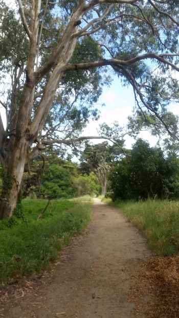 A dirt path winds through a lush green forest with tall trees on either side, ideal for an enchanting road trip. The sky is partly cloudy, and sunlight filters through the branches, creating dappled shadows on the ground.
