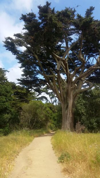 A winding dirt path invites adventurers on a scenic road trip through a grassy field toward a towering, gnarled tree under a blue sky with scattered clouds. Surrounding the path are lush green bushes and smaller trees, offering nature's perfect backdrop for this tranquil tour.