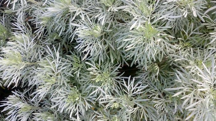 Top view of dense, silvery-green foliage with thin, elongated leaves evokes the allure of a lush landscape one might encounter on a scenic road trip. The plant's soft, feathery appearance is closely packed, creating a uniform texture that invites exploration and discovery.