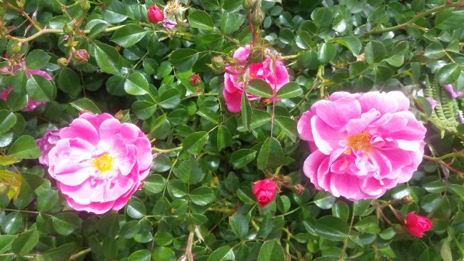Close-up of vibrant pink roses blooming among lush green leaves, like a hidden gem one might discover on an adventurous road trip. The flowers vary in stages from buds to full bloom, displaying bright yellow centers, with sunlight enhancing the vivid colors of the petals and foliage.