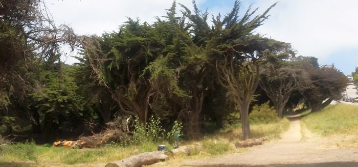 A dirt path winds through a field with scattered logs and tall, windswept trees under a cloudy sky. Wildflowers bloom near the path, evoking a tranquil, natural environment—a perfect stop on any road trip for those seeking serenity amid their tour of nature’s beauty. 