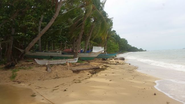 Three wooden boats rest on a sandy beach beneath palm trees as the ocean waves gently wash ashore on a cloudy day. It's the perfect scene for island hopping in Cuyo or perhaps setting up for an exhilarating kite surfing adventure nearby.