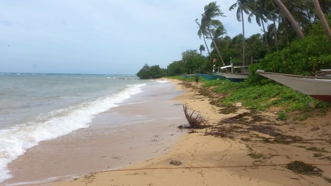 A serene beach in Cuyo with golden sand, gentle waves, and scattered seaweed awaits. Palm trees line the right side, with boats moored along the shoreline—perfect for island hopping. The overcast sky adds a calm atmosphere to this picturesque scene.
