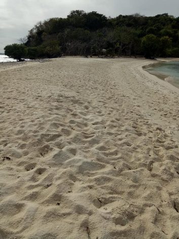 A sandy beach leads to a small forested area with lush green trees. The ocean, perfect for boat tours, is visible on the left beneath a clear sky. This wide beach in El Nido boasts gentle waves lapping at the shore, offering a serene escape.